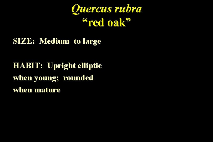 Quercus rubra “red oak” SIZE: Medium to large HABIT: Upright elliptic when young; rounded