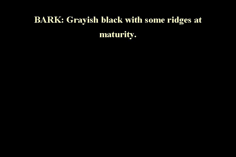 BARK: Grayish black with some ridges at maturity. 