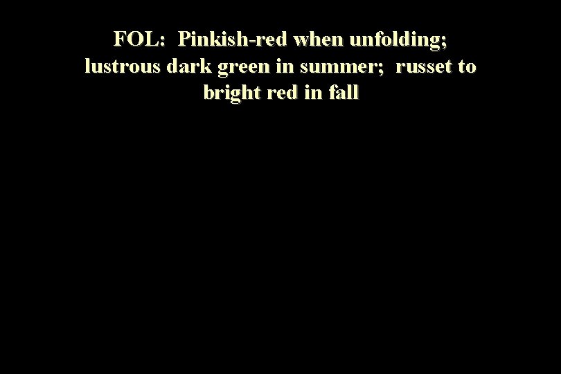 FOL: Pinkish-red when unfolding; lustrous dark green in summer; russet to bright red in