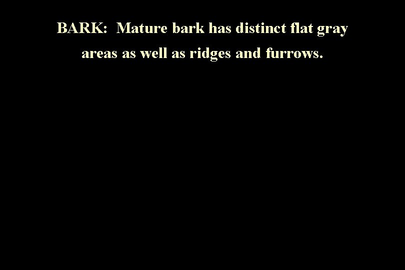 BARK: Mature bark has distinct flat gray areas as well as ridges and furrows.