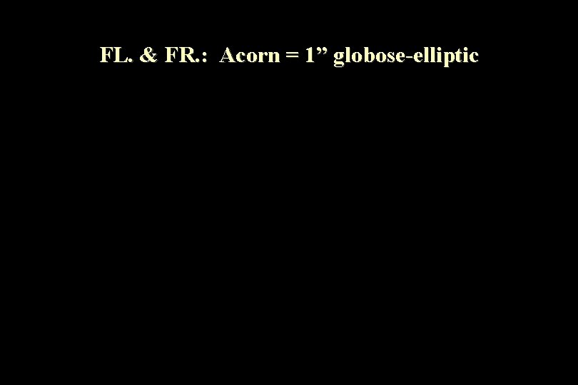 FL. & FR. : Acorn = 1” globose-elliptic 