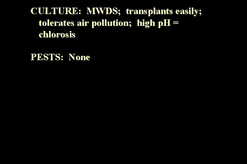 CULTURE: MWDS; transplants easily; tolerates air pollution; high p. H = chlorosis PESTS: None