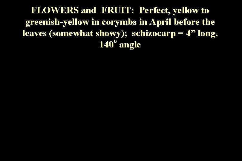 FLOWERS and FRUIT: Perfect, yellow to greenish-yellow in corymbs in April before the leaves