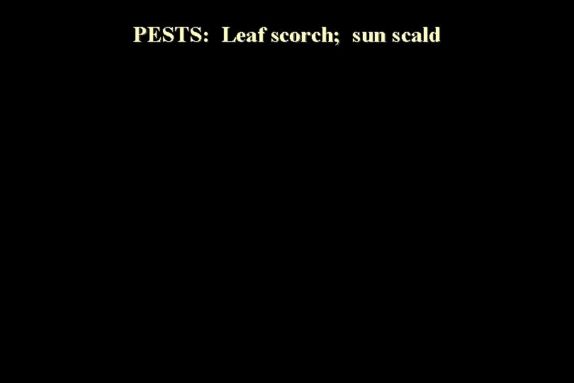 PESTS: Leaf scorch; sun scald 