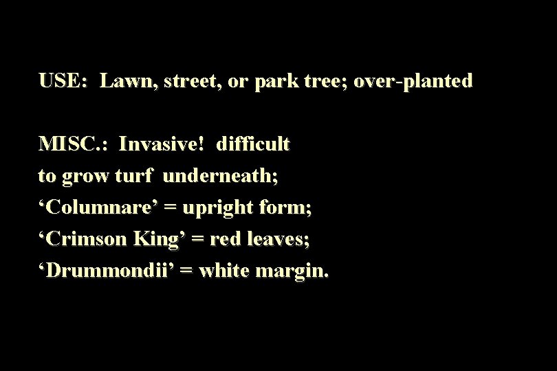 USE: Lawn, street, or park tree; over-planted MISC. : Invasive! difficult to grow turf