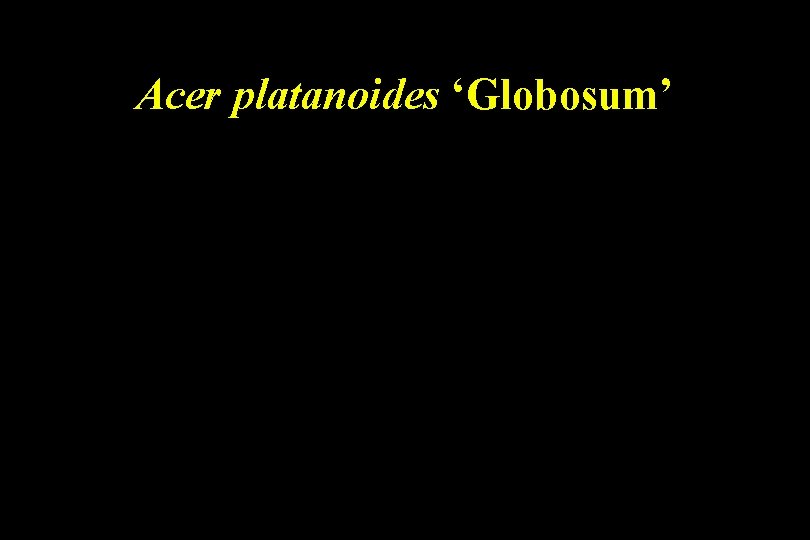 Acer platanoides ‘Globosum’ 