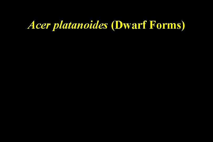 Acer platanoides (Dwarf Forms) 
