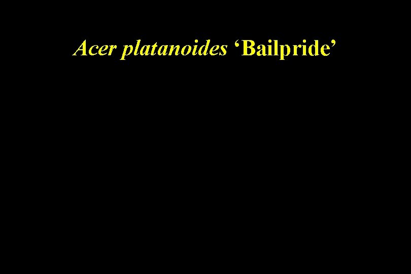 Acer platanoides ‘Bailpride’ 