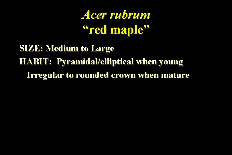 Acer rubrum “red maple” SIZE: Medium to Large HABIT: Pyramidal/elliptical when young Irregular to