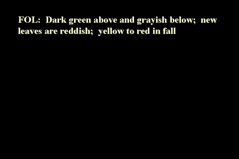 FOL: Dark green above and grayish below; new leaves are reddish; yellow to red