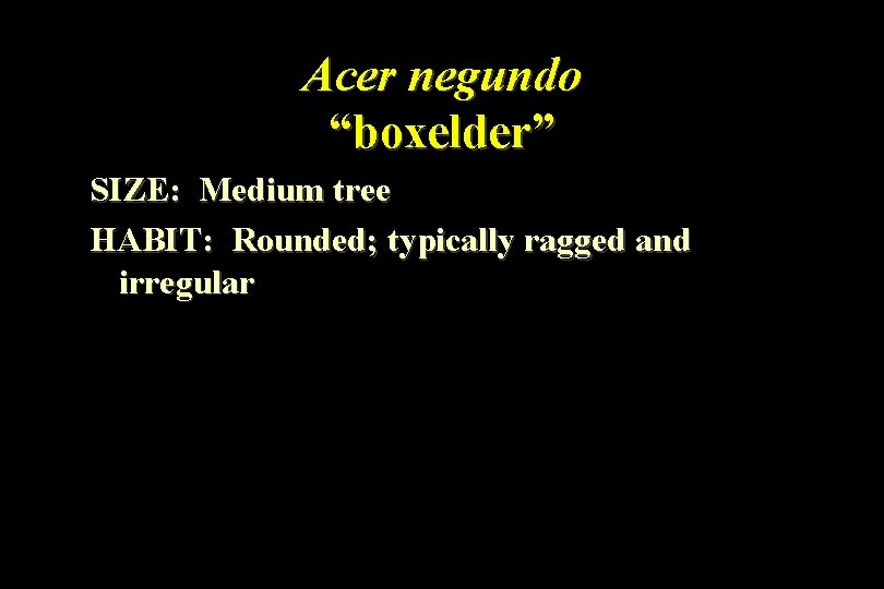 Acer negundo “boxelder” SIZE: Medium tree HABIT: Rounded; typically ragged and irregular 