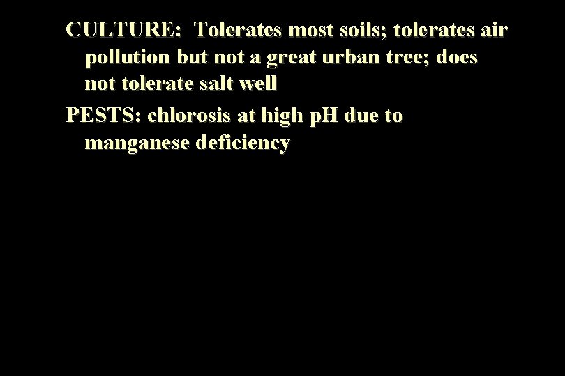 CULTURE: Tolerates most soils; tolerates air pollution but not a great urban tree; does