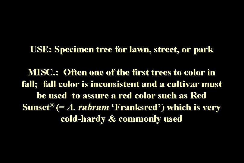 USE: Specimen tree for lawn, street, or park MISC. : Often one of the