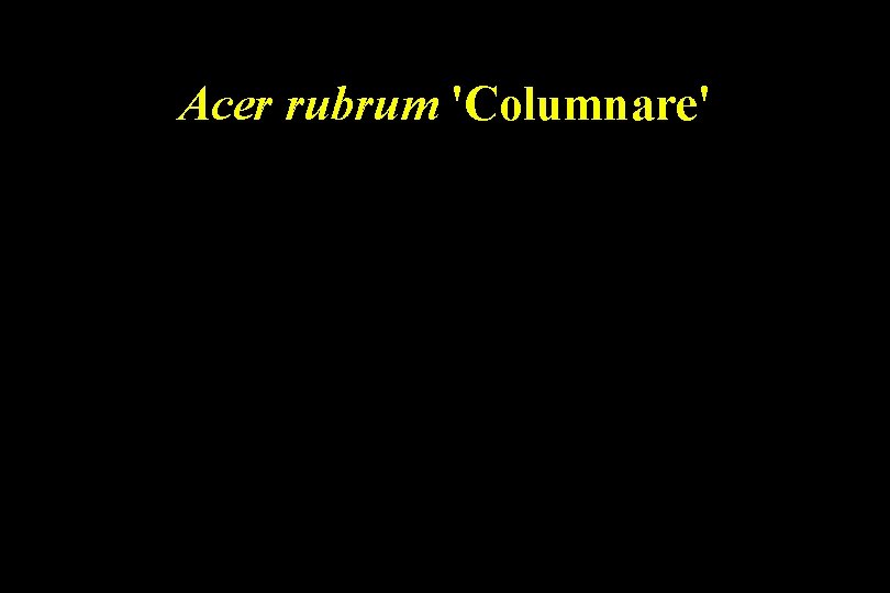 Acer rubrum 'Columnare' 