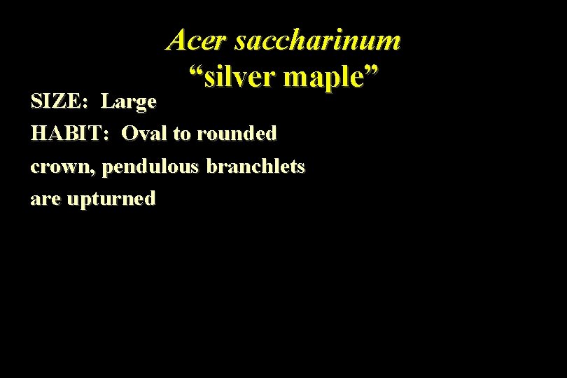 Acer saccharinum “silver maple” SIZE: Large HABIT: Oval to rounded crown, pendulous branchlets are