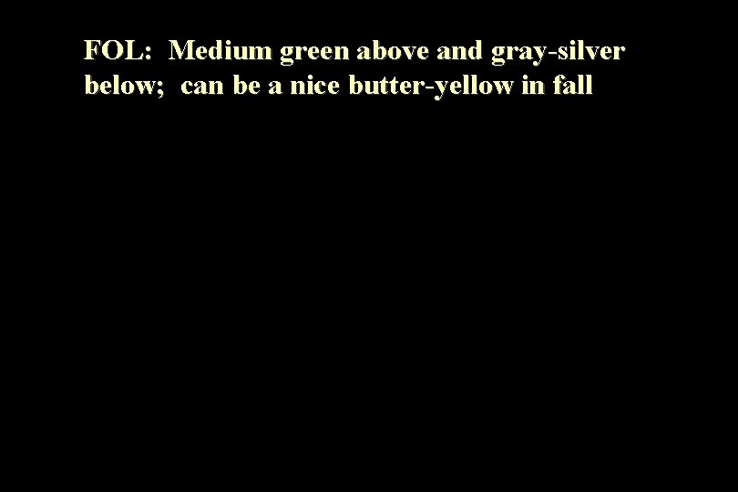 FOL: Medium green above and gray-silver below; can be a nice butter-yellow in fall