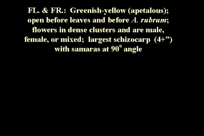 FL. & FR. : Greenish-yellow (apetalous); open before leaves and before A. rubrum; flowers