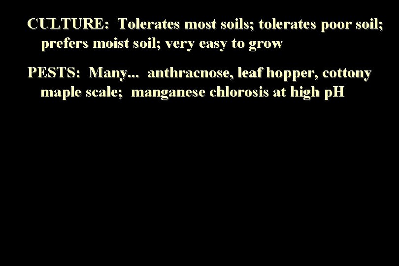 CULTURE: Tolerates most soils; tolerates poor soil; prefers moist soil; very easy to grow