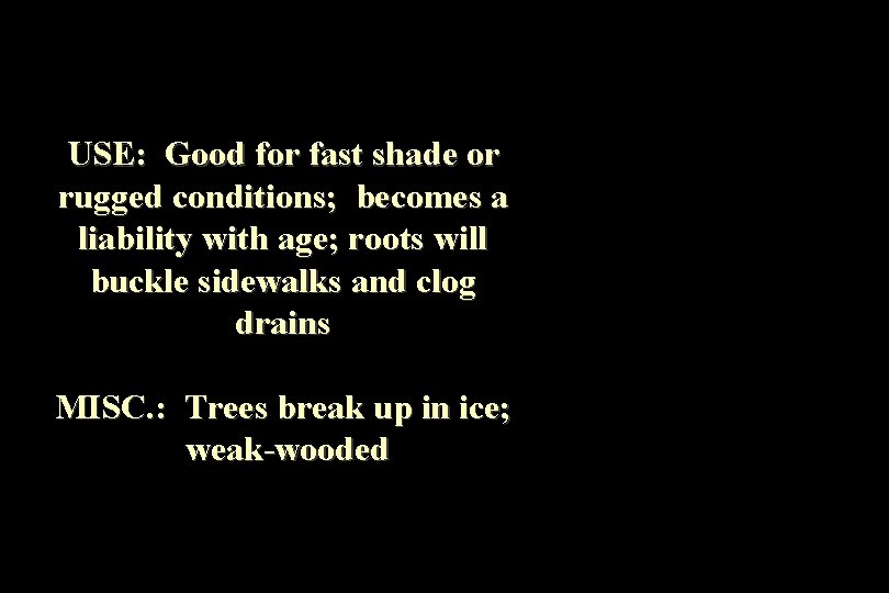 USE: Good for fast shade or rugged conditions; becomes a liability with age; roots