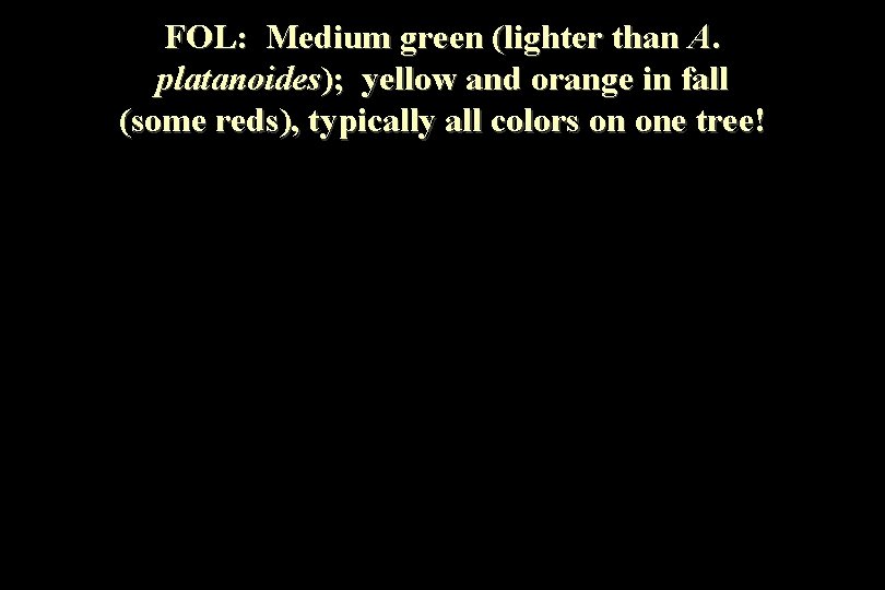 FOL: Medium green (lighter than A. platanoides); yellow and orange in fall (some reds),