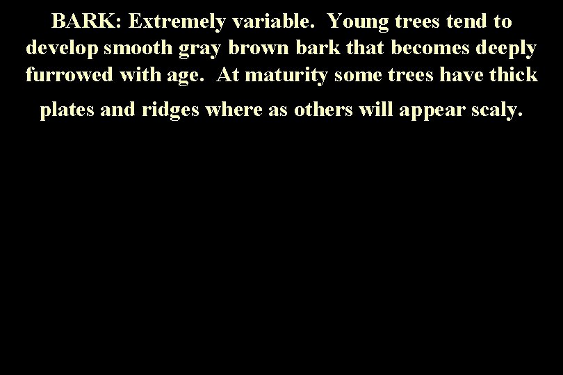 BARK: Extremely variable. Young trees tend to develop smooth gray brown bark that becomes