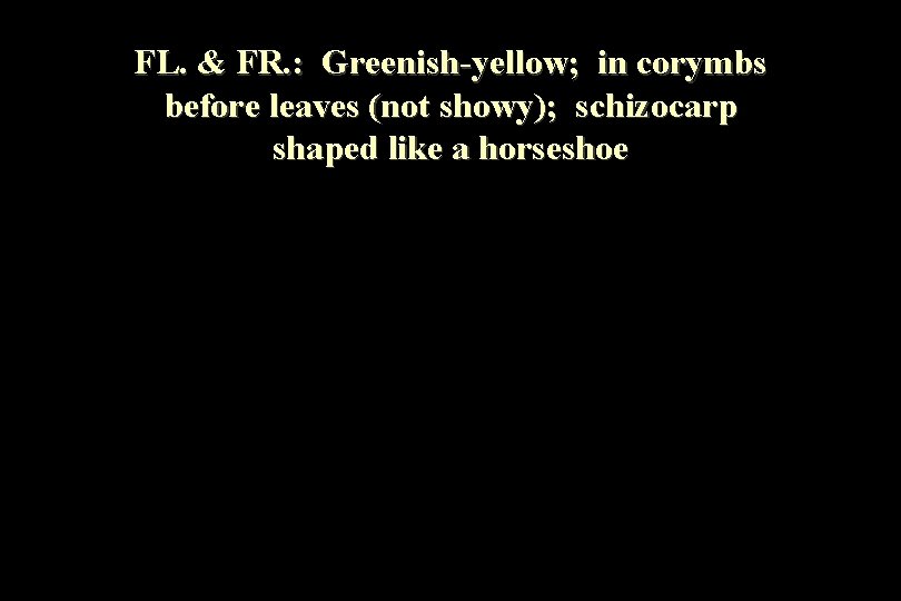 FL. & FR. : Greenish-yellow; in corymbs before leaves (not showy); schizocarp shaped like