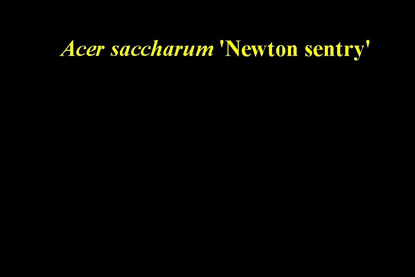 Acer saccharum 'Newton sentry' 