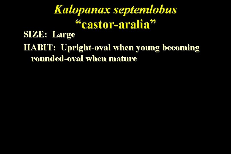 Kalopanax septemlobus “castor-aralia” SIZE: Large HABIT: Upright-oval when young becoming rounded-oval when mature 