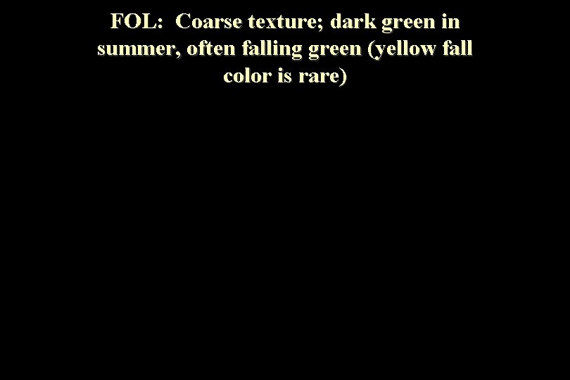 FOL: Coarse texture; dark green in summer, often falling green (yellow fall color is