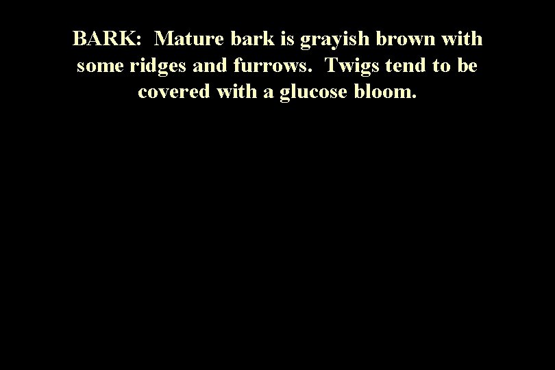 BARK: Mature bark is grayish brown with some ridges and furrows. Twigs tend to