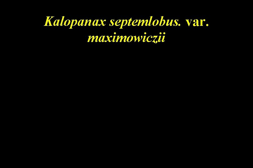 Kalopanax septemlobus. var. maximowiczii 