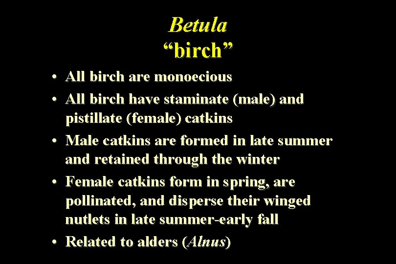 Betula “birch” • All birch are monoecious • All birch have staminate (male) and