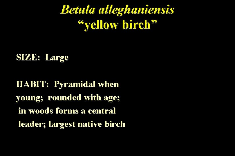 Betula alleghaniensis “yellow birch” SIZE: Large HABIT: Pyramidal when young; rounded with age; in