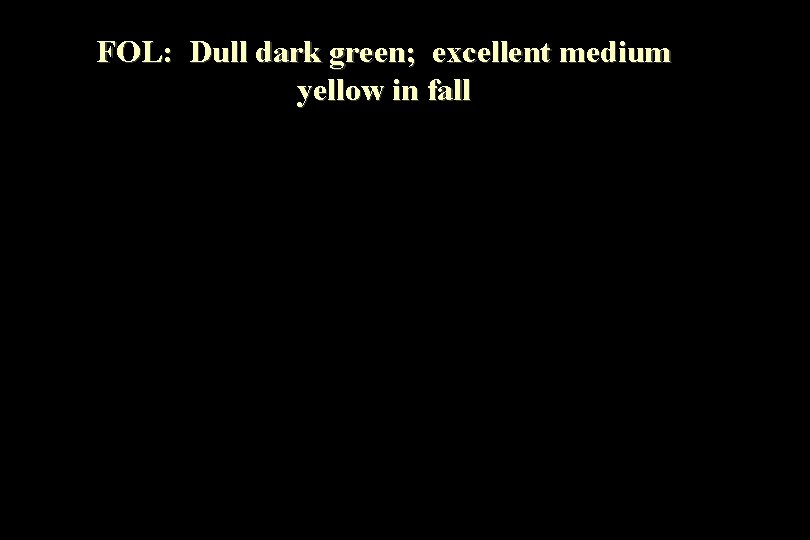 FOL: Dull dark green; excellent medium yellow in fall 