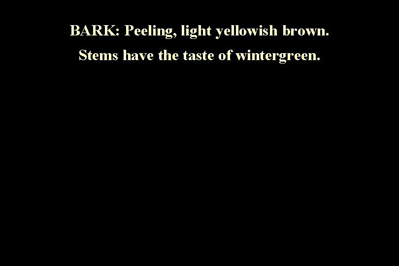 BARK: Peeling, light yellowish brown. Stems have the taste of wintergreen. 