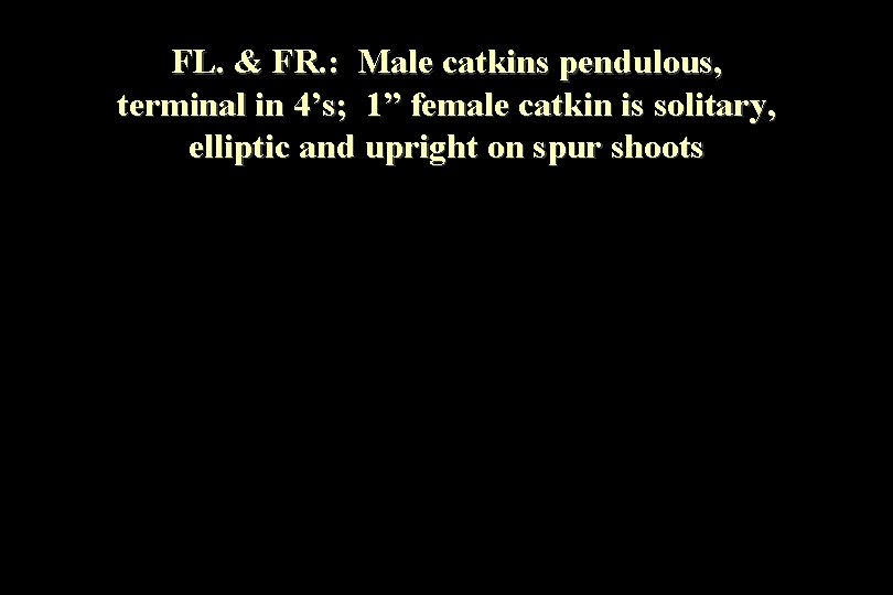 FL. & FR. : Male catkins pendulous, terminal in 4’s; 1” female catkin is