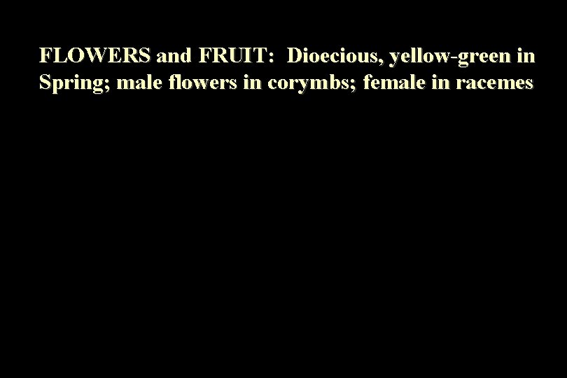 FLOWERS and FRUIT: Dioecious, yellow-green in Spring; male flowers in corymbs; female in racemes