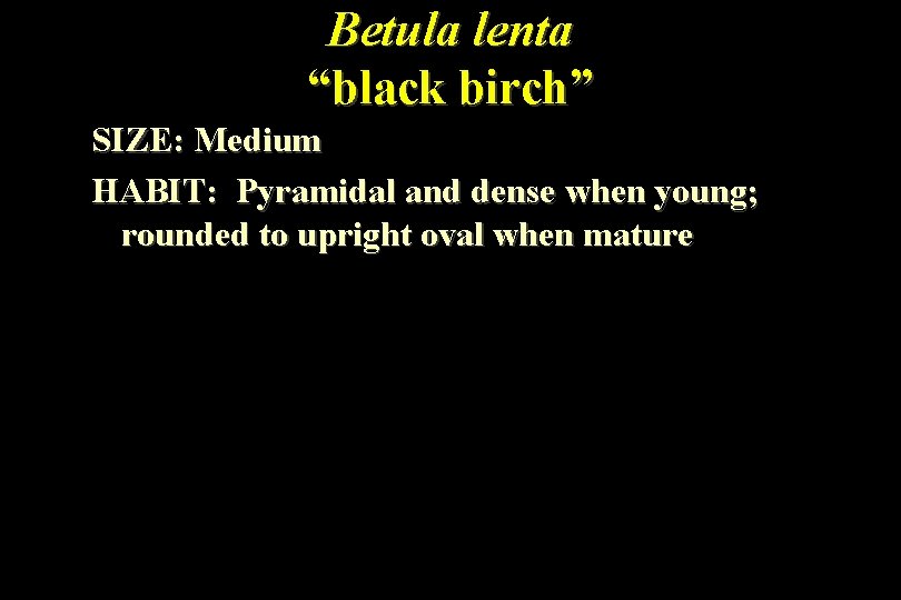 Betula lenta “black birch” SIZE: Medium HABIT: Pyramidal and dense when young; rounded to