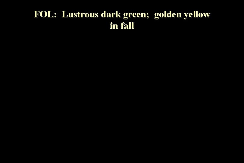 FOL: Lustrous dark green; golden yellow in fall 