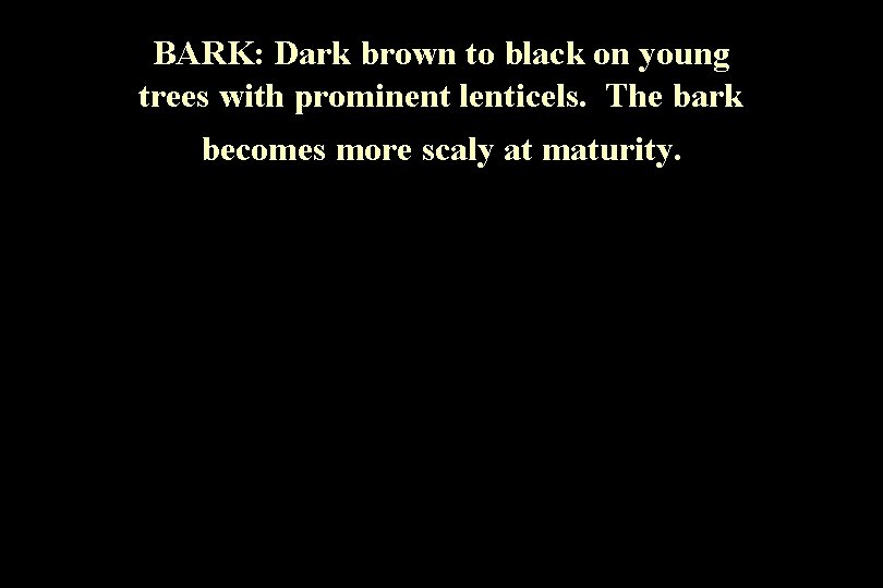 BARK: Dark brown to black on young trees with prominent lenticels. The bark becomes