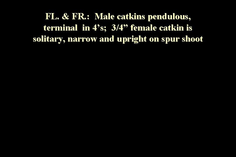 FL. & FR. : Male catkins pendulous, terminal in 4’s; 3/4” female catkin is