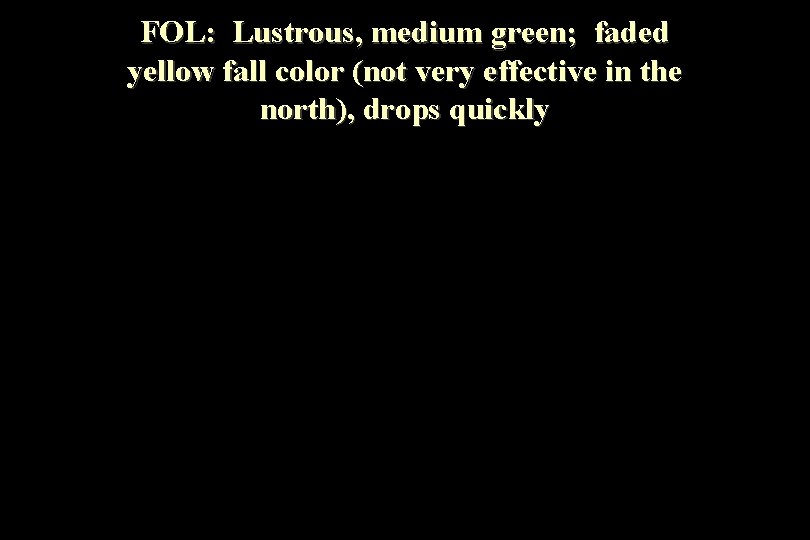 FOL: Lustrous, medium green; faded yellow fall color (not very effective in the north),