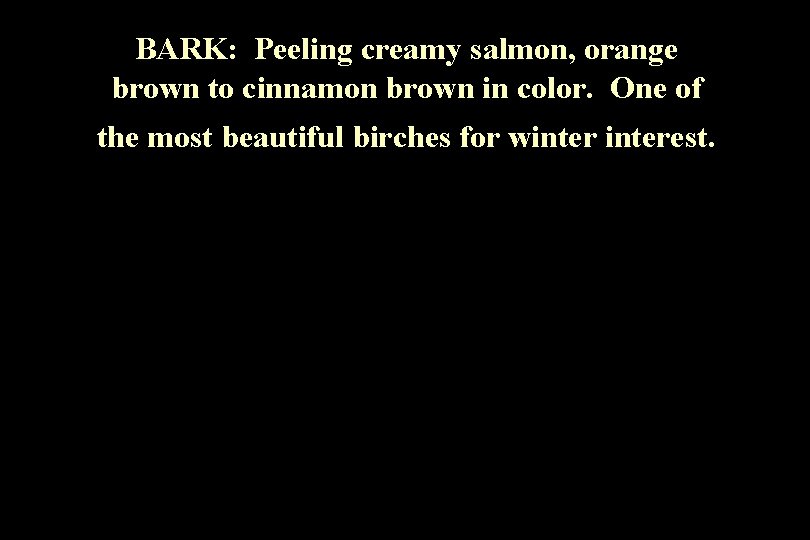 BARK: Peeling creamy salmon, orange brown to cinnamon brown in color. One of the