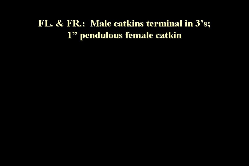 FL. & FR. : Male catkins terminal in 3’s; 1” pendulous female catkin 