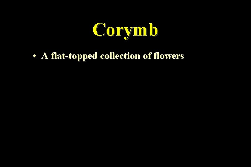 Corymb • A flat-topped collection of flowers 