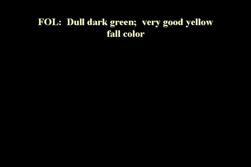 FOL: Dull dark green; very good yellow fall color 