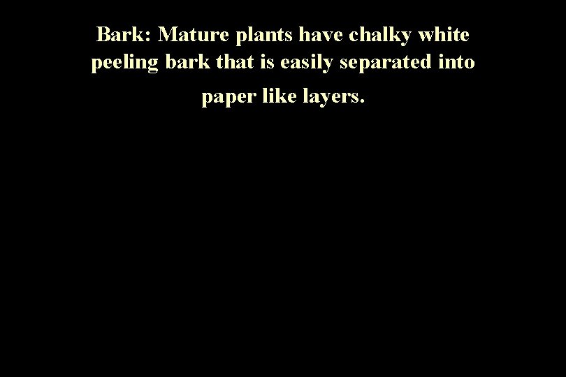 Bark: Mature plants have chalky white peeling bark that is easily separated into paper