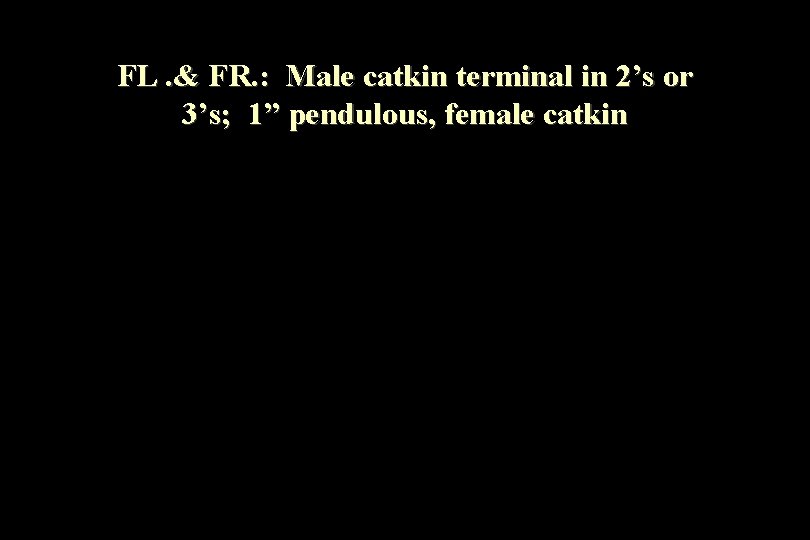 FL. & FR. : Male catkin terminal in 2’s or 3’s; 1” pendulous, female