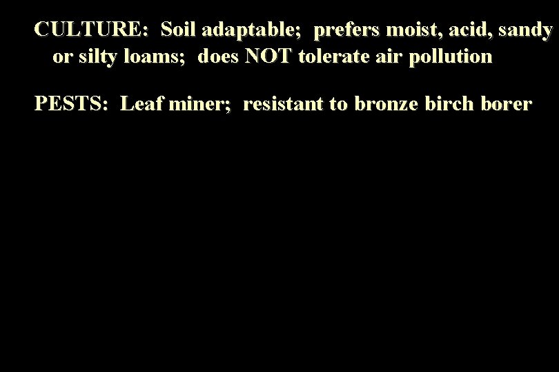 CULTURE: Soil adaptable; prefers moist, acid, sandy or silty loams; does NOT tolerate air