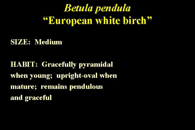 Betula pendula “European white birch” SIZE: Medium HABIT: Gracefully pyramidal when young; upright-oval when